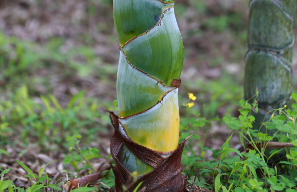 Broto de bambu